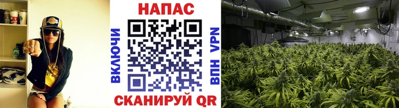 Каннабис MAZAR Купить где Полярный
